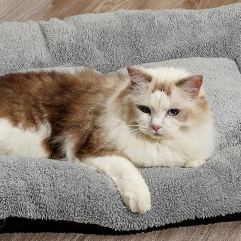 Warm Dog Bed Mat Surrounding Style Super Soft Pet Plush Pad Comfortable Non-Slip Cat Cage Mattress For Cats And Dogs Warm Dog Bed Mat Surrounding Style Super Soft Pet Plush Pad Comfortable Non-Slip Cat Cage Mattress For Cats And Dogs - Image 11