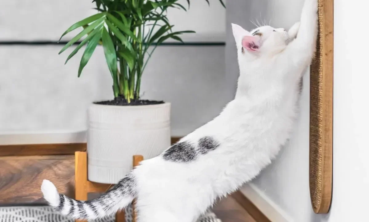 Sisal Matte Katzen Kratz Brett Hängende Wand Verschleiß Feste, Nicht Absplitter Feste Vertikale Schleif Klauen Pfosten Katzen Bedarf Sisal Matte Katzen Kratz Brett Hängende Wand Verschleiß Feste, Nicht Absplitter Feste Vertikale Schleif Klauen Pfosten Katzen Bedarf - Image 3
