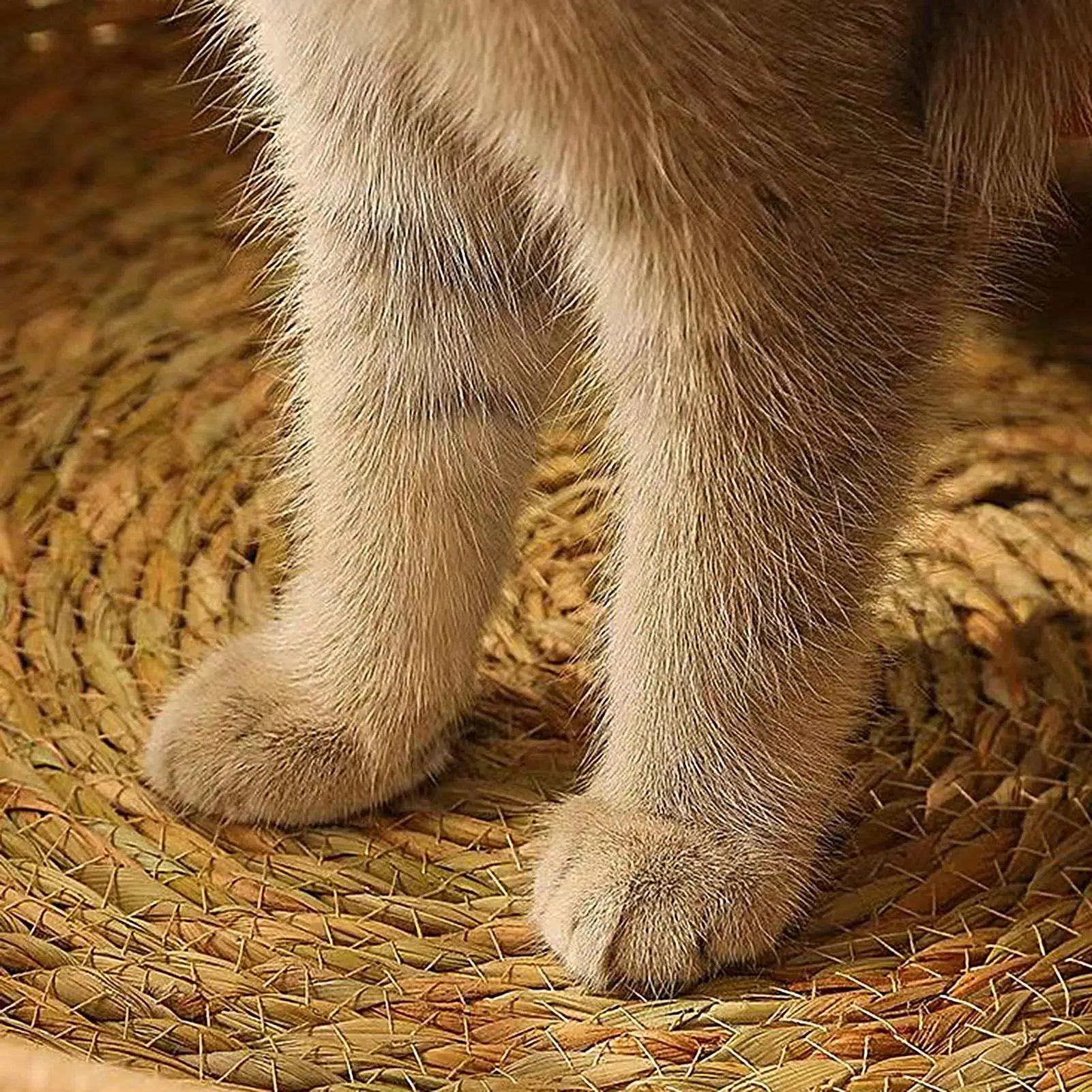 Natürliches Katzenbett Strohnest Gewebtes Haustierhaus Handgefertigtes Geflochtenes Schilfblatt Mit Weichem Kissen Natürliches Katzenbett Strohnest Gewebtes Haustierhaus Handgefertigtes Geflochtenes Schilfblatt Mit Weichem Kissen - Image 5
