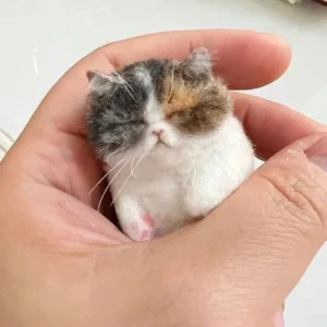 Schafe Filz Poke Katze Handgemachte Material Tasche Für Anfänger Diy Wolle Nadel Filzen Simulation Kreative Tier Geschenke