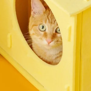 Verschleißfestes Filz-Katzenbett Abnehmbares Halbgeschlossenes Käsetunnel-Bett Komfortables Atmungsaktives Katzen-Versteck