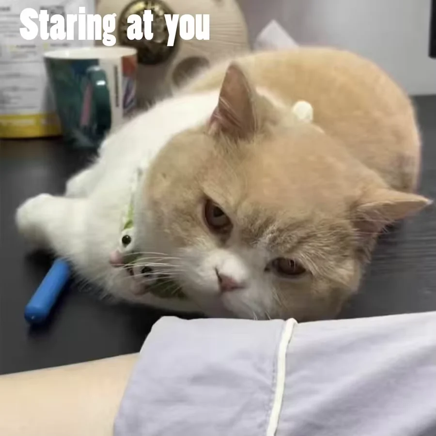 Katzen-Teasing-Stick-Spielzeug: Interaktives Massage- Und Kratzspielzeug Zur Linderung Von Langeweile Und Juckreiz – Ausziehbarer Kamm Und Bürste Für Katzenpflege Katzen-Teasing-Stick-Spielzeug: Interaktives Massage- Und Kratzspielzeug Zur Linderung Von Langeweile Und Juckreiz – Ausziehbarer Kamm Und Bürste Für Katzenpflege - Image 5