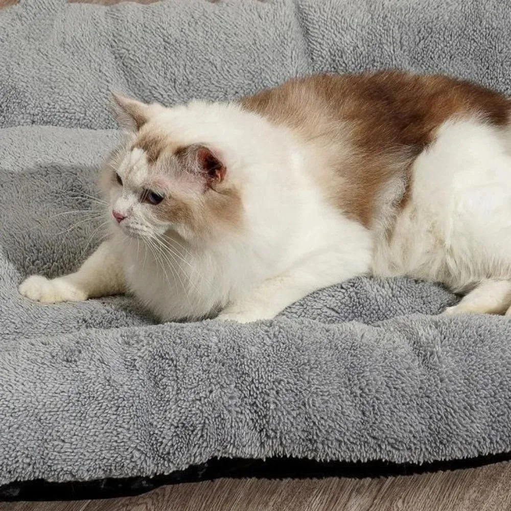 Warm Dog Bed Mat Surrounding Style Super Soft Pet Plush Pad Comfortable Non-Slip Cat Cage Mattress For Cats And Dogs Warm Dog Bed Mat Surrounding Style Super Soft Pet Plush Pad Comfortable Non-Slip Cat Cage Mattress For Cats And Dogs - Image 4