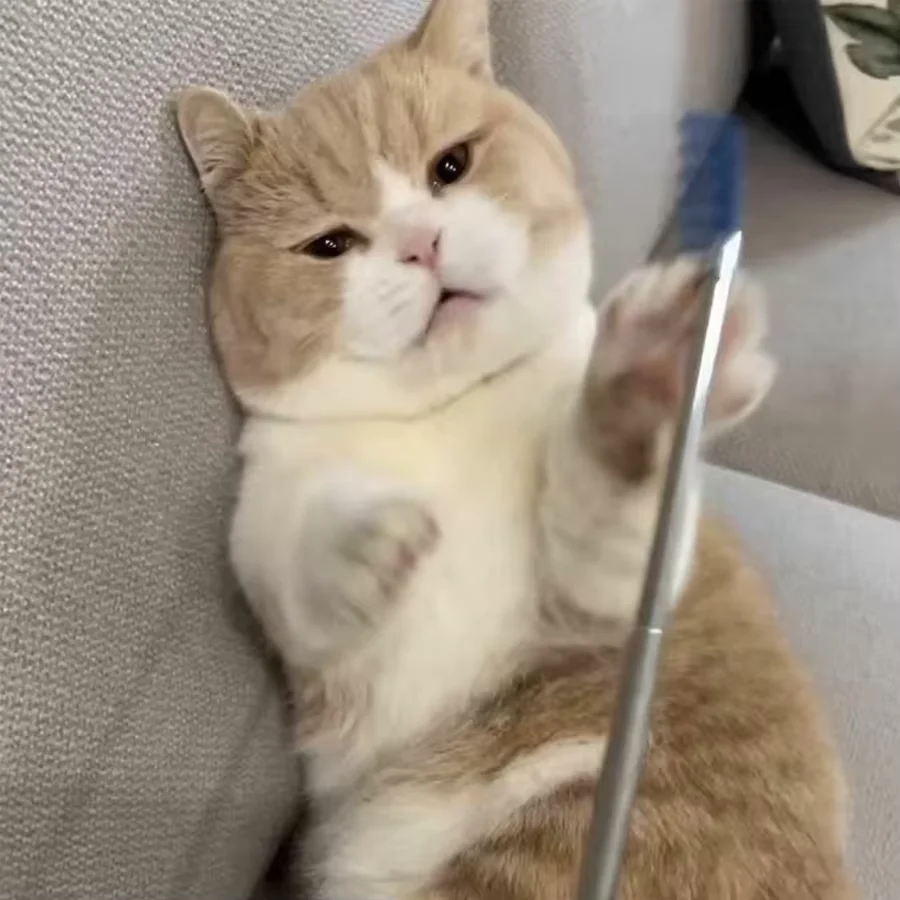 Katzen-Teasing-Stick-Spielzeug: Interaktives Massage- Und Kratzspielzeug Zur Linderung Von Langeweile Und Juckreiz – Ausziehbarer Kamm Und Bürste Für Katzenpflege Katzen-Teasing-Stick-Spielzeug: Interaktives Massage- Und Kratzspielzeug Zur Linderung Von Langeweile Und Juckreiz – Ausziehbarer Kamm Und Bürste Für Katzenpflege - Image 3