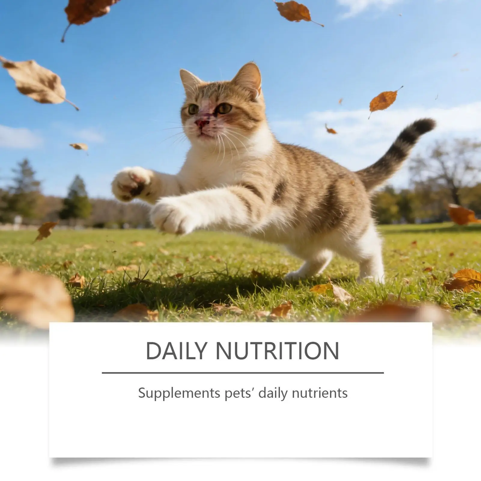 Pet Supplements 200G Daily Nutrition Cats Wet Or Dry Food Supplements For Small Medium Large Breeds Animals Home Travel Shelter Pet Supplements 200G Daily Nutrition Cats Wet Or Dry Food Supplements For Small Medium Large Breeds Animals Home Travel Shelter - Image 7