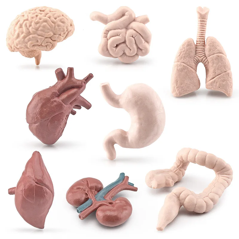 Simulation Human Body Torso Model Biology Brain Heart Liver Stomach Kidney Teaching Tools Learning Educational Toys For Children Simulation Human Body Torso Model Biology Brain Heart Liver Stomach Kidney Teaching Tools Learning Educational Toys For Children