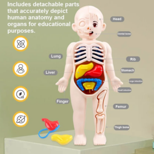 Montessori-Spielzeug Kinder-Wissenschaftsbildung Menschlicher Körper Organ-Anatomie-Modell DIY Zusammengebautes Medizinisches Spielzeug Lehrmittel für Kinder