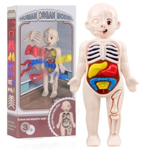 13 Teile/satz Montessori Spielzeug Kinder Wissenschaft Bildung Menschlichen Körper Orgel Anatomie Modell DIY Montiert Medizinische Spielzeug Lehrmittel