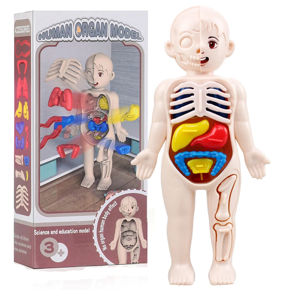 13 Teile/Satz Montessori Spielzeug Kinder Wissenschaft Bildung Menschlichen Körper Orgel Anatomie Modell Diy Montiert Medizinische Spielzeug Lehrmittel 13 Teile/Satz Montessori Spielzeug Kinder Wissenschaft Bildung Menschlichen Körper Orgel Anatomie Modell Diy Montiert Medizinische Spielzeug Lehrmittel